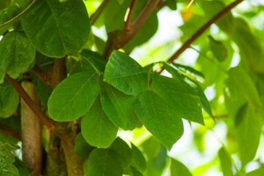Toona sinensis 'Flamingo' hoogstam