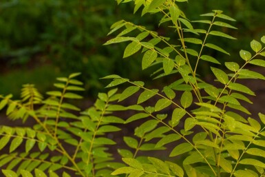 Toona sinensis 'Flamingo' hoogstam