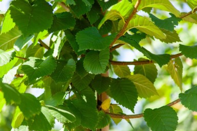 Ulmus glabra hoogstam