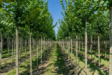 Ulmus glabra hoogstam