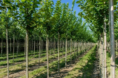 Ulmus glabra hoogstam