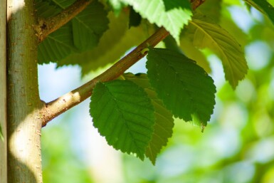 Ulmus glabra hoogstam