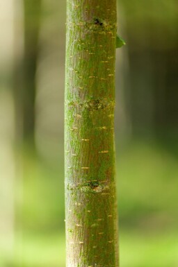 Ulmus glabra hoogstam