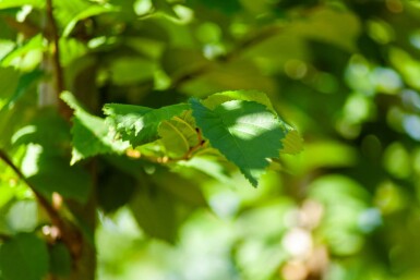 Ulmus glabra meerstammig