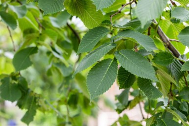Ulmus glabra 'Camperdownii' hoogstam 14/16