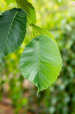 Ulmus glabra 'Camperdownii' hoogstam 14/16