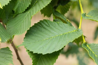 Ulmus glabra 'Camperdownii' hoogstam 14/16