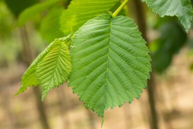 Ulmus glabra 'Camperdownii' hoogstam 14/16