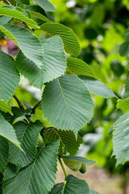 Ulmus glabra 'Camperdownii' treurvorm