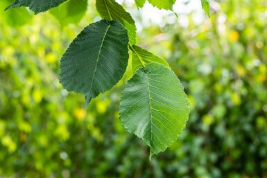 Ulmus glabra 'Camperdownii' treurvorm