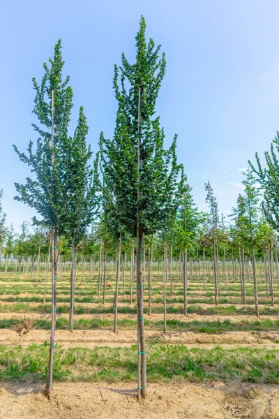 Ulmus 'Columella' hoogstam 18/20