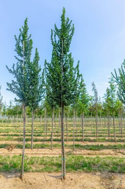 Ulmus 'Columella' hoogstam