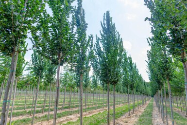 Ulmus 'Columella' hoogstam