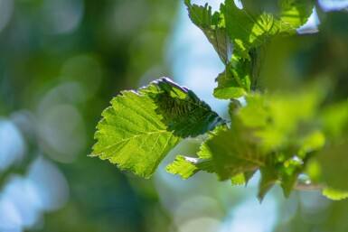 Ulmus 'Columella' hoogstam 18/20