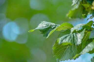 Ulmus 'Columella' hoogstam 18/20