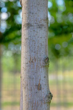 Ulmus 'Columella' hoogstam 18/20