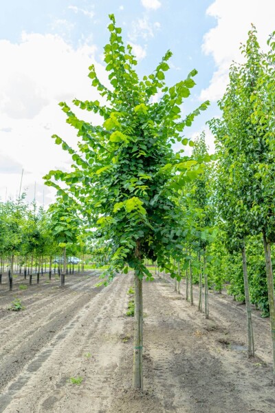 Ulmus laevis hoogstam 20/25