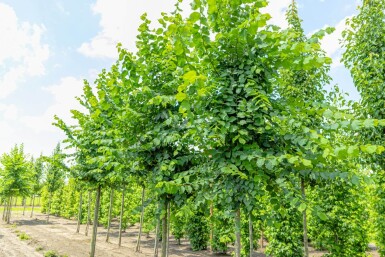 Ulmus laevis hoogstam 20/25