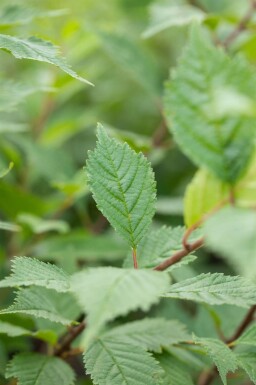 Ulmus laevis hoogstam 20/25