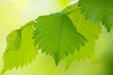 Ulmus laevis hoogstam 20/25