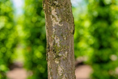 Ulmus laevis hoogstam 20/25