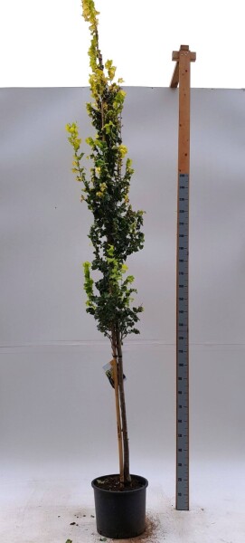 Ulmus x hollandica 'Wredei' hoogstam 14/16