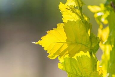 Ulmus x hollandica 'Wredei' hoogstam