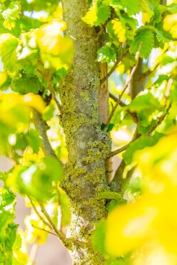 Ulmus x hollandica 'Wredei' hoogstam 14/16