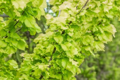 Ulmus x hollandica 'Wredei' hoogstam 14/16