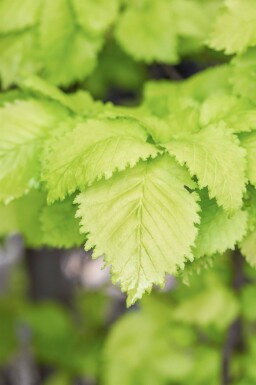 Ulmus x hollandica 'Wredei' hoogstam 14/16