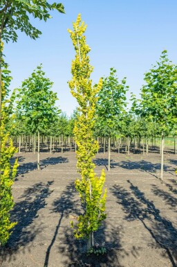 Ulmus x hollandica 'Wredei' beveerd