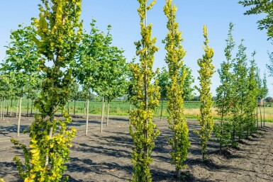 Ulmus x hollandica 'Wredei' beveerd