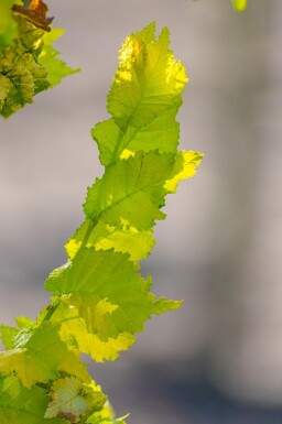 Ulmus x hollandica 'Wredei' beveerd