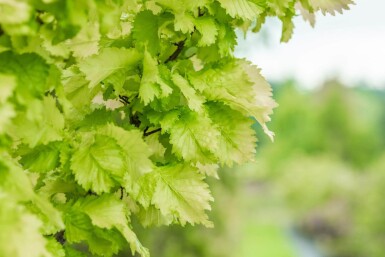 Ulmus x hollandica 'Wredei' beveerd