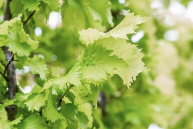 Ulmus x hollandica 'Wredei' beveerd