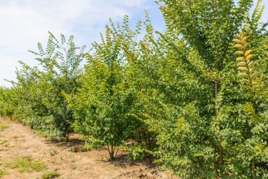 Ulmus minor 'Jacqueline Hillier' meerstammig