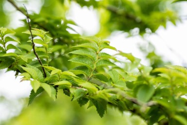 Ulmus minor 'Jacqueline Hillier' meerstammig