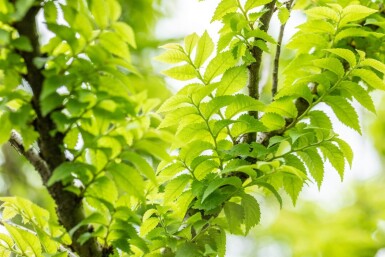 Ulmus minor 'Jacqueline Hillier' meerstammig