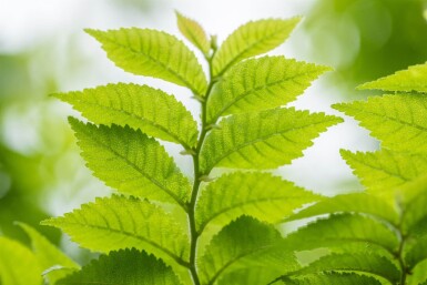 Ulmus minor 'Jacqueline Hillier' meerstammig