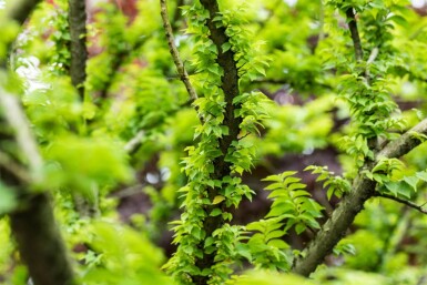 Ulmus minor 'Jacqueline Hillier' meerstammig