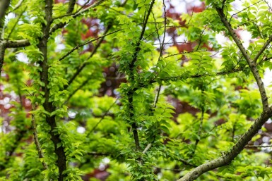 Ulmus minor 'Jacqueline Hillier' meerstammig