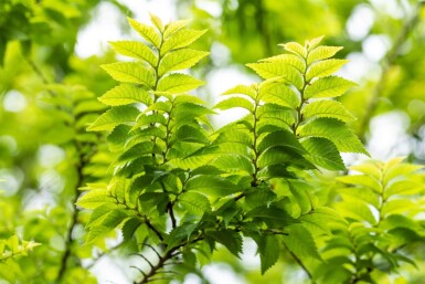 Ulmus minor 'Jacqueline Hillier' meerstammig