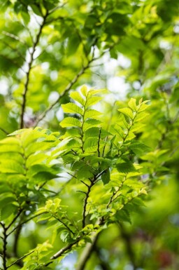 Ulmus minor 'Jacqueline Hillier' meerstammig