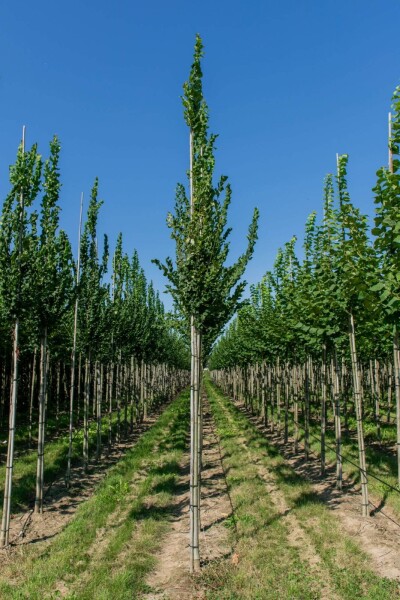 Ulmus 'Nanguen' hoogstam