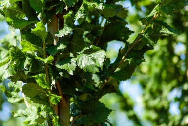 Ulmus 'Nanguen' hoogstam