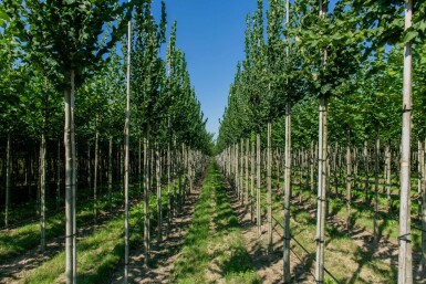 Ulmus 'Nanguen' hoogstam