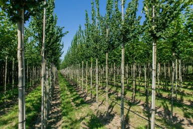 Ulmus 'Nanguen' hoogstam