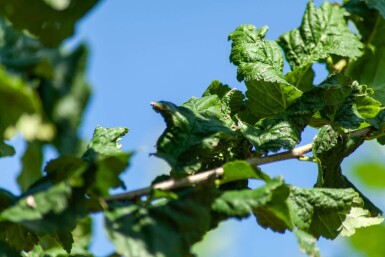 Ulmus 'Nanguen' hoogstam