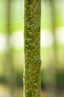 Ulmus 'Nanguen' hoogstam