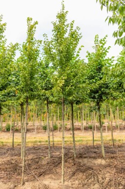 Ulmus 'Sapporo Autumn Gold' hoogstam 12/14